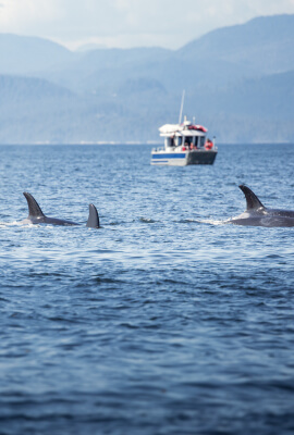 Whale watching tour