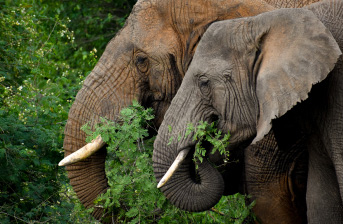 Akagera National Park Akagera National Park