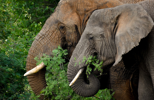 Akagera National Park Akagera National Park