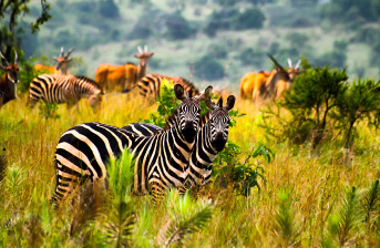 Akagera National Park Akagera National Park