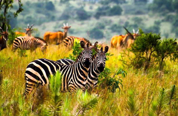 Akagera National Park Akagera National Park