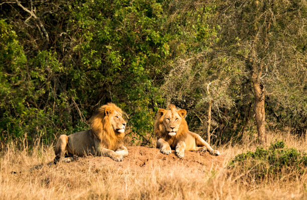 Akagera National Park Akagera National Park