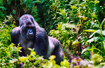 Volcanoes National Park Volcanoes National Park