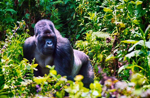 Volcanoes National Park Volcanoes National Park