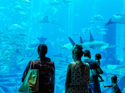 Marine Tour Dubai Aquarium Marine Tour Dubai Aquarium