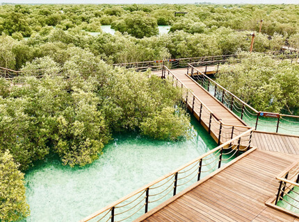 Safari Tour Mangrove national park